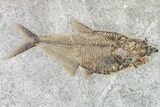 Fossil Fish (Diplomystus) With Large Knightia - Wyoming #163516-1